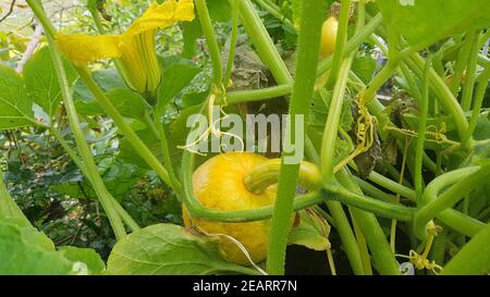 Hochbeet, Kuerbisse, Hokkaidokuerbis, Cucurbita maxima Stockfoto