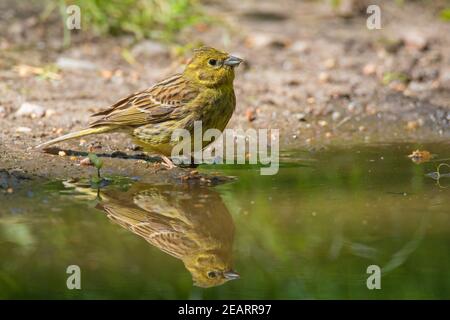 Yellowhammer (Emberiza citrinella) weibliches Trinkwasser aus Teich / Bach Stockfoto