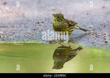 Yellowhammer (Emberiza citrinella) weibliches Trinkwasser aus Teich / Bach Stockfoto