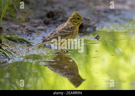 Yellowhammer (Emberiza citrinella) weibliches Trinkwasser aus Teich / Bach Stockfoto