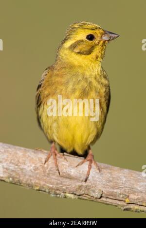 Yellowhammer (Emberiza citrinella) Männchen im Busch Stockfoto