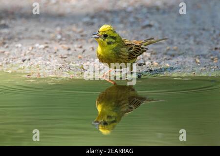 Yellowhammer (Emberiza citrinella) männliches Trinkwasser aus Teich/Bach Stockfoto