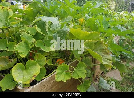 Hochbeet, Kuerbisse, Hokkaidokuerbis, Cucurbita maxima Stockfoto