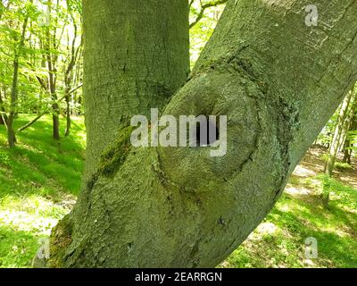 Urwaldrelikt, Baumriesen, Totholz Stockfoto