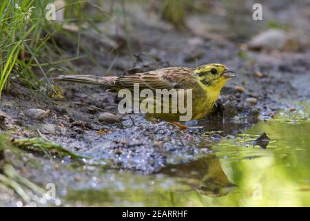 Yellowhammer (Emberiza citrinella) männliches Trinkwasser aus Teich/Bach Stockfoto