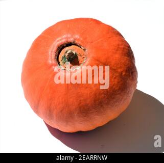 Hokkaidokuerbis, Cucurbita maxima convar. hubbardiana, Hokkaido Stockfoto