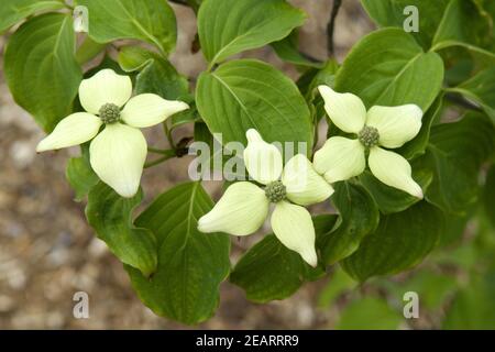 Chinesischer Blumenhariegel Stockfoto