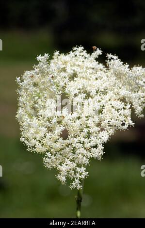 Weisser, Holunder Haschberg Holunderbeere Sambucus, nigra Heilpflanze Stockfoto