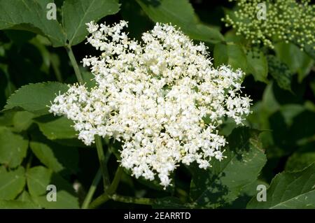 Holunderblueten Sambucus nigra Stockfoto