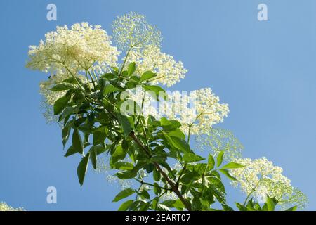 Weisser, Holunder Haschberg Holunderbeere Sambucus, nigra Heilpflanze Stockfoto