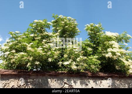 Weisser, Holunder Haschberg Holunderbeere Sambucus, nigra Heilpflanze Stockfoto