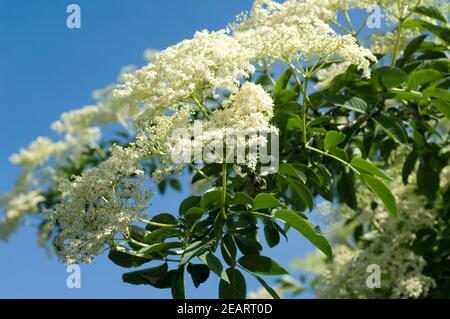 Weisser, Holunder Haschberg Holunderbeere Sambucus, nigra Heilpflanze Stockfoto