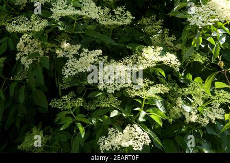 Weisser, Holunder Haschberg Holunderbeere Sambucus, nigra Heilpflanze Stockfoto