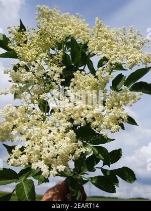 Holunderblueten Sambucus nigra, Heilpflanze Stockfoto