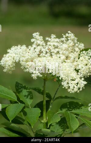 Weisser, Holunder Haschberg Holunderbeere Sambucus, nigra Heilpflanze Stockfoto