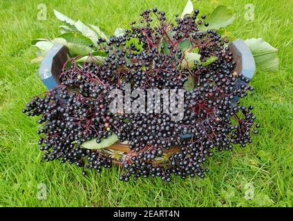 Holunderbeeren, Sambucus, Nigra, Heilpflanze Stockfoto