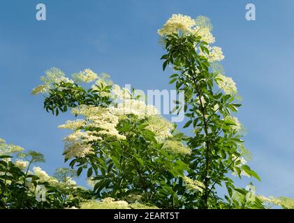 Weisser, Holunder Haschberg Holunderbeere Sambucus, nigra Heilpflanze Stockfoto