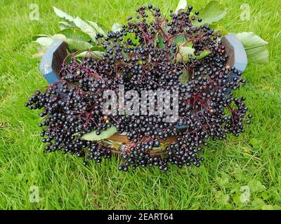 Holunderbeeren, Sambucus, Nigra, Holunder, Beeren Stockfoto