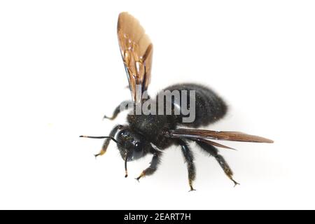 Holzbiene Xylocopa violacea Stockfoto