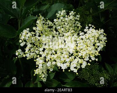 Holunderblueten Sambucus nigra, Heilpflanze Stockfoto