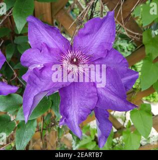 Clematis, Der Präsident Stockfoto