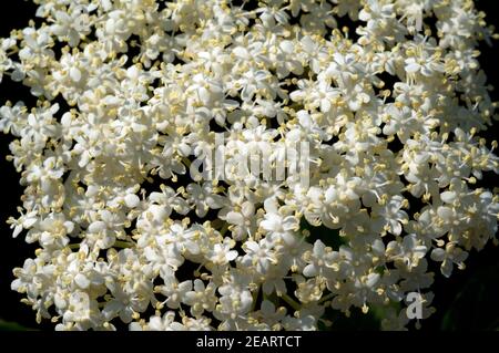 Holunderblueten Sambucus nigra Stockfoto