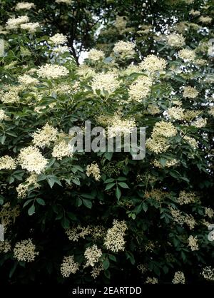 Holunderbusch, Holunderbluete, Sambucus nigra Stockfoto