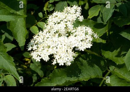 Holunderblueten Sambucus nigra Stockfoto