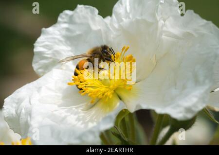 Honigbiene auf Bluete Stockfoto