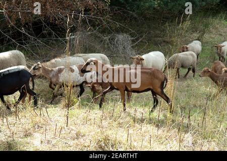 Coburger, Fuchsschaf, Kamerunschaf, Arche-Hof, bedrohte, gefährdet Stockfoto