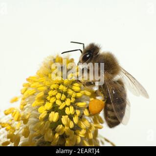 Weidenkaetzchen; Biene; Pollenhoeschen; Stockfoto