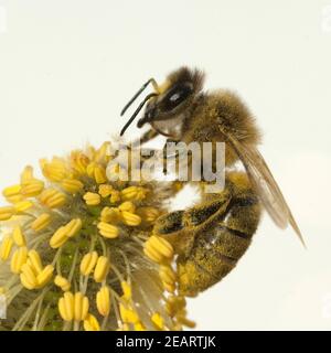 Weidenkaetzchen; Biene; Pollenhoeschen; Stockfoto
