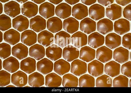 Honigwaben, Waben, Bienenwachs, Wachs, Bienenstock Stockfoto