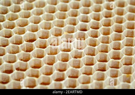 Honigwaben, Waben, Bienenwachs, Wachs, Bienenstock Stockfoto