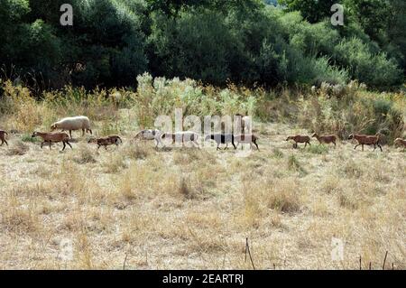 Coburger, Fuchsschaf, Kamerunschaf, Arche-Hof, bedrohte, gefährdet Stockfoto