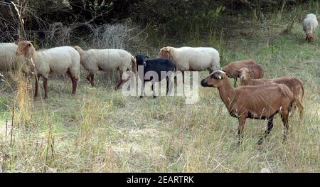 Coburger, Fuchsschaf, Kamerunschaf, Arche-Hof, bedrohte, gefährdet Stockfoto