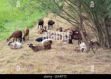 Coburger, Fuchsschaf, Kamerunschaf, Arche-Hof, bedrohte, gefährdet Stockfoto