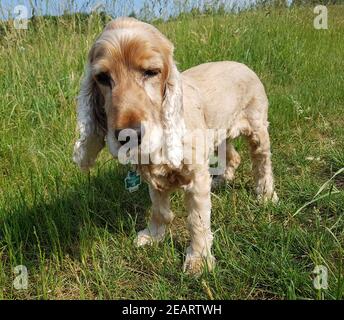 Cocker, Spaniel, Canis lupus familiaris Stockfoto