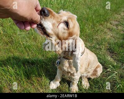 Cocker, Spaniel, Canis lupus familiaris Stockfoto