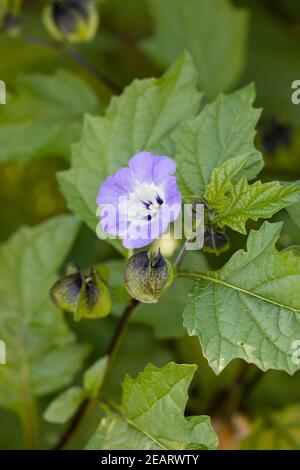 Nahaufnahme von Nicandra physialodes / Apfel von Peru /Shoofly Pflanze mit den im Sommer blühenden Kalbblüten in einem Garten England GB Stockfoto