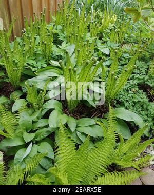 Trichterfarn, Baerlauch Allium ursinum Stockfoto