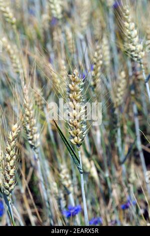 Triticale Stockfoto