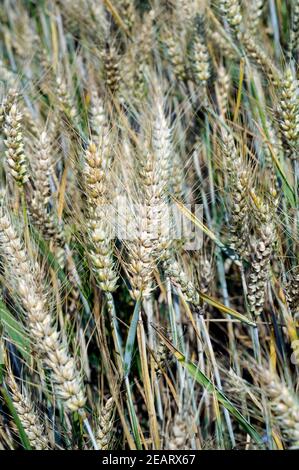 Triticale Stockfoto