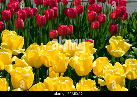 Triumph-Tulpen Stockfoto