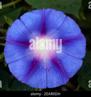 Trichterwinde Ipomoea purpurea Stockfoto