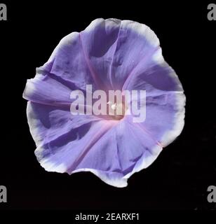 Trichterwinde Dreifarbige Prunkwinde Ipomoea purpurea Stockfoto