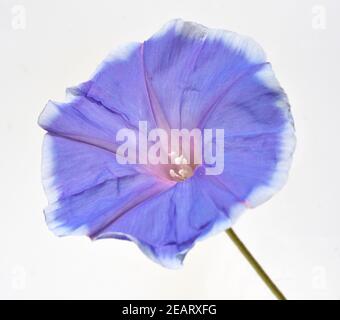 Trichterwinde Dreifarbige Prunkwinde Ipomoea purpurea Stockfoto