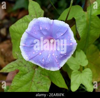 Trichterwinde Dreifarbige Prunkwinde Ipomoea purpurea Stockfoto