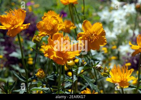 Asiatische, Trollblume, Trollius, Asiaticus Stockfoto