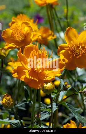 Asiatische, Trollblume, Trollius, Asiaticus Stockfoto